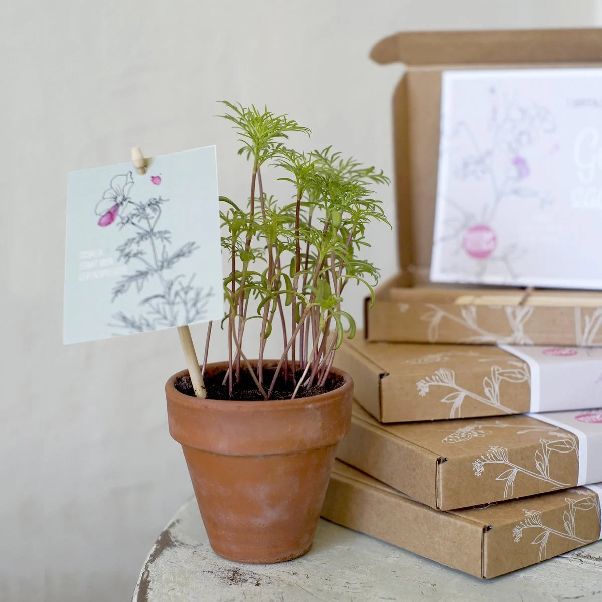 Cadeaudoosje bloemzaden 'Geluk zaaien'